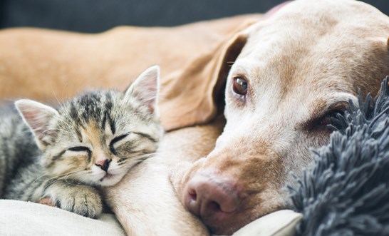Who gets the family pets after separation?