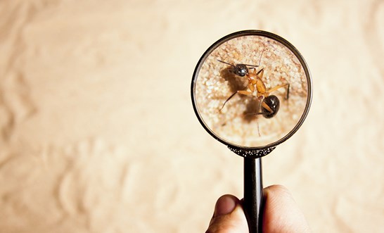 What you need to know about building and pest inspections
