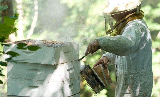 Bee sting death at Tasiliquid Gold beehives farm