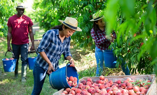 Farm workers and pieceworkers guaranteed minimum wage from April 2022